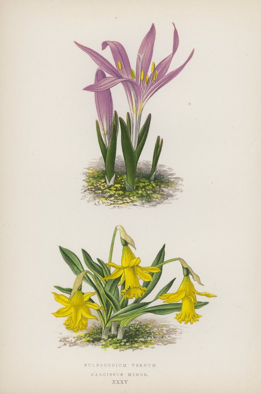 Bulbocodium Vernum; Narcissus Minor door English School