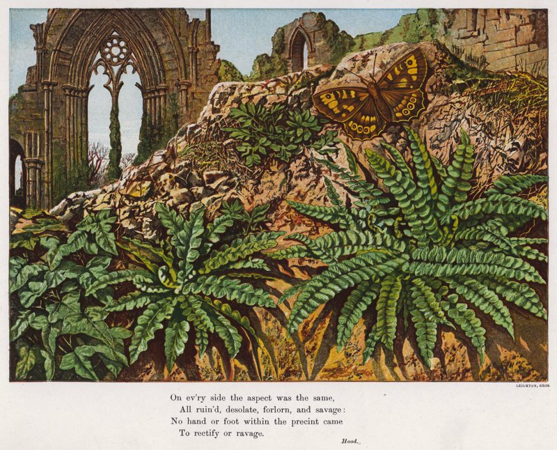 Vlinder en varens te midden van de ruïnes van een abdij (gekleurde gravure) door English School