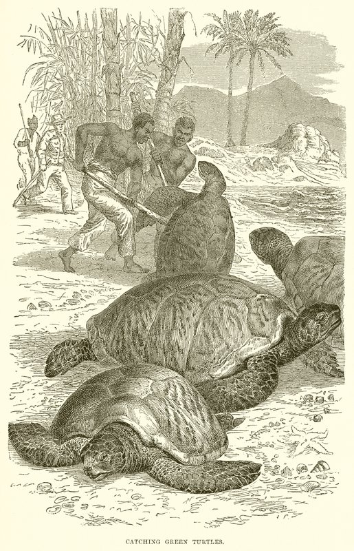 Vangen van groene schildpadden door English School