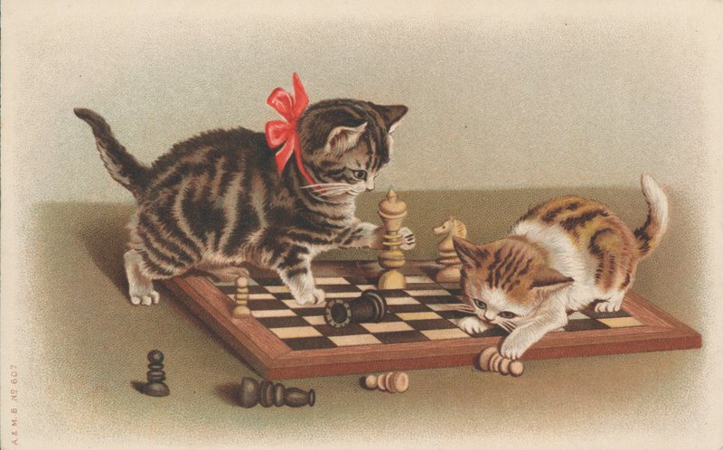 Katten die schaken door English School