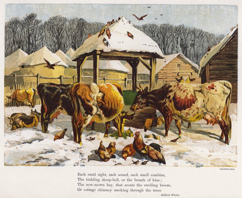 Vee en kippen in een besneeuwde boerderij (gekleurde gravure) door English School