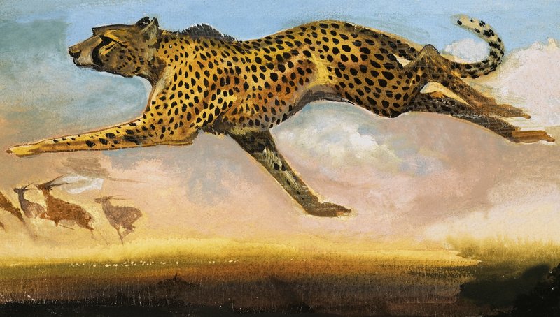 Cheetah door English School