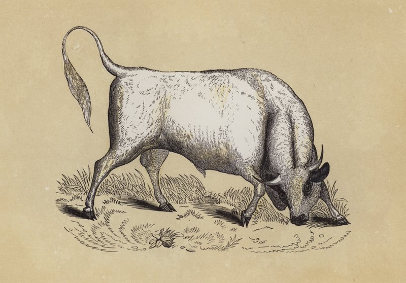 Chillingham wilde stier door English School