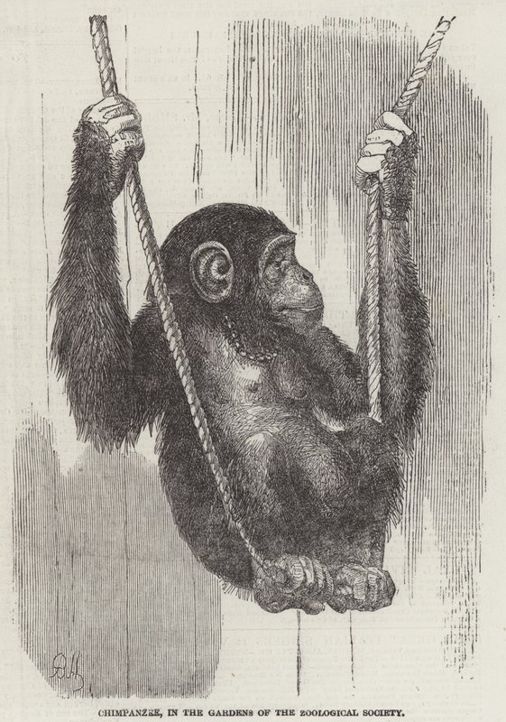 Chimpansee, in de tuinen van de Zoological Society door English School