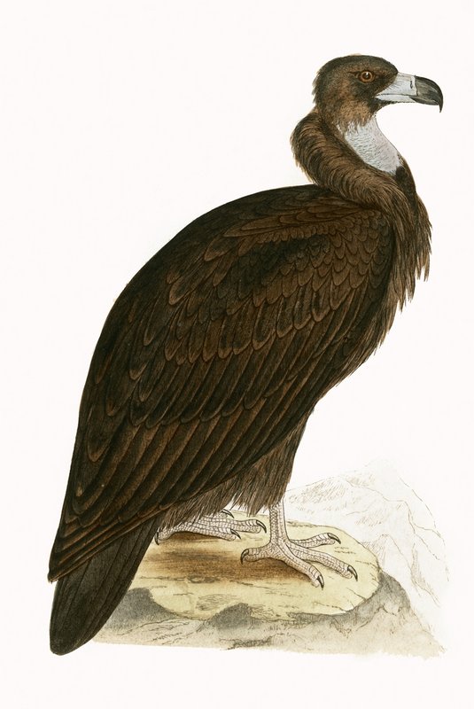 Monniksgier, illustratie uit 