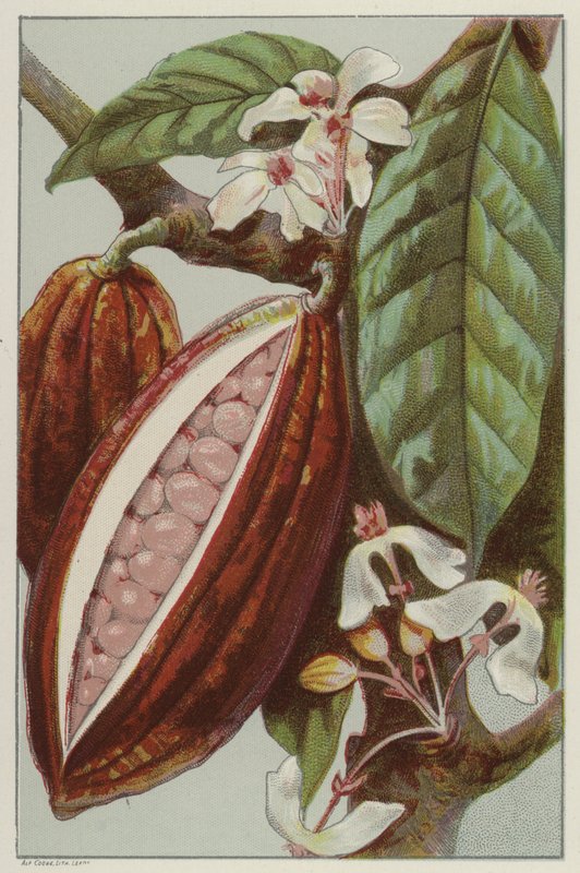 Cacaobloemen en -peulen, binnenkant van een peul door English School