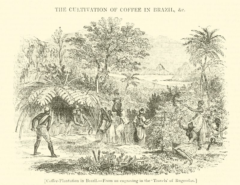 Koffieplantage in Brazilië door English School