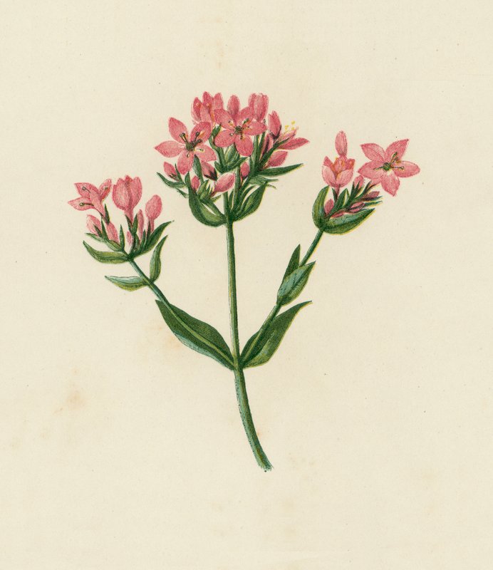 Gewone Duizendguldenkruid, Erythraea Centaurium door English School