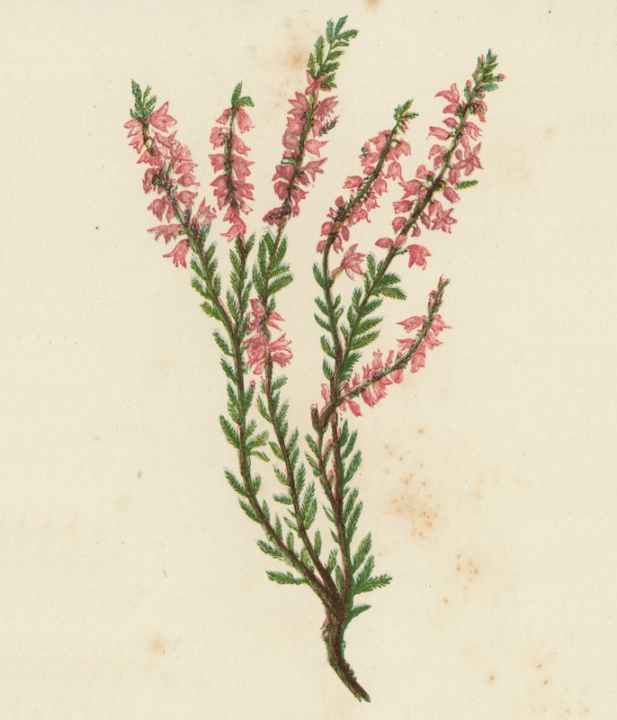 Struikhei, Calluna Vulgaris door English School