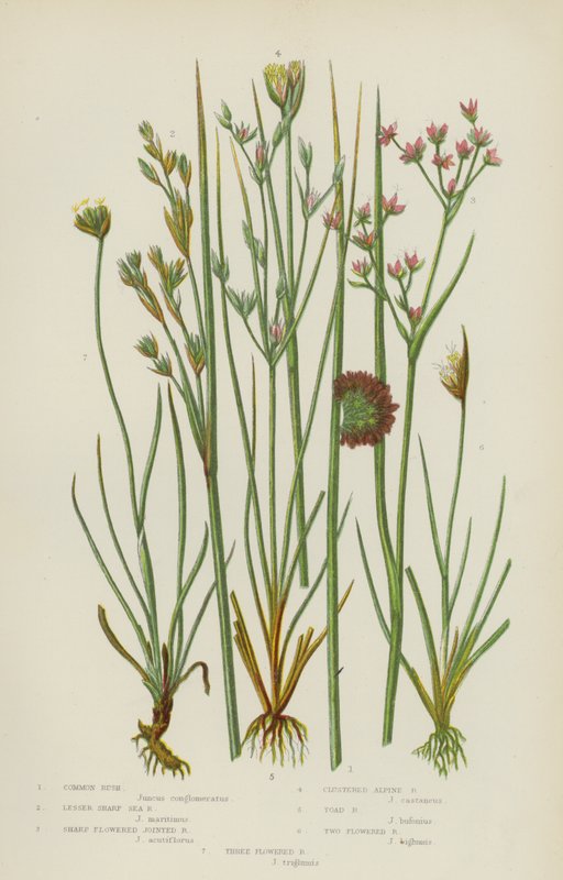 Gewone Riet, Kleine Scherpe Zee Riet, Scherp Gebloemde Gelede Riet, Geclusterde Alpen Riet, Pad Riet door English School