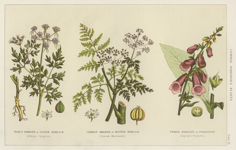 Veelvoorkomende giftige planten (gravure) door English School