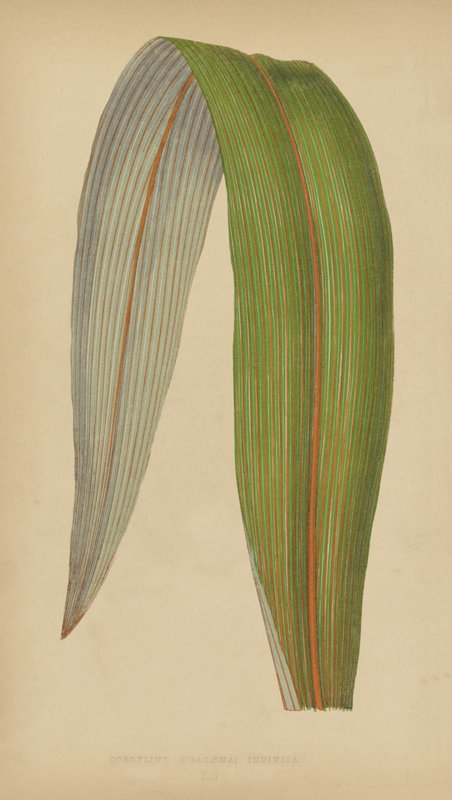 Cordyline (Dracaena) Indivisa door English School