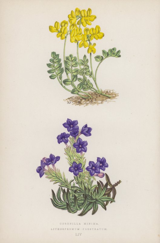 Coronilla Minima; Lithospermum Prostratum (kleur litho) door English School