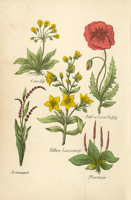 Sleutelbloem, Rode of Korenklaproos, Gele Wederik, Waterpeper, Weegbree door English School