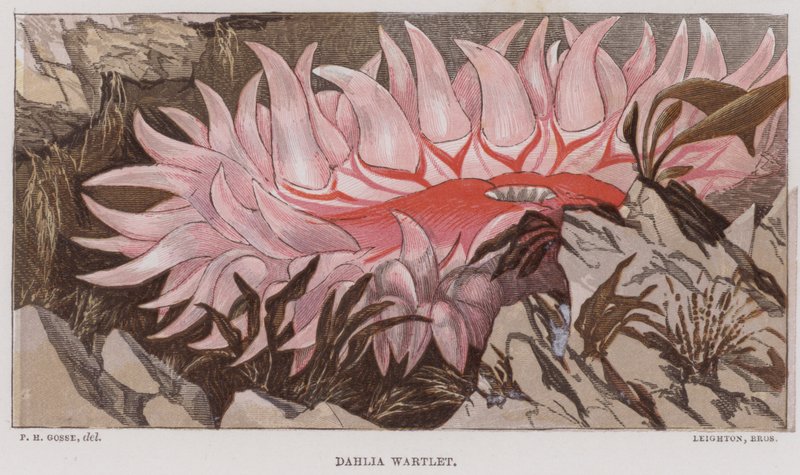 Dahlia Wartlet door English School