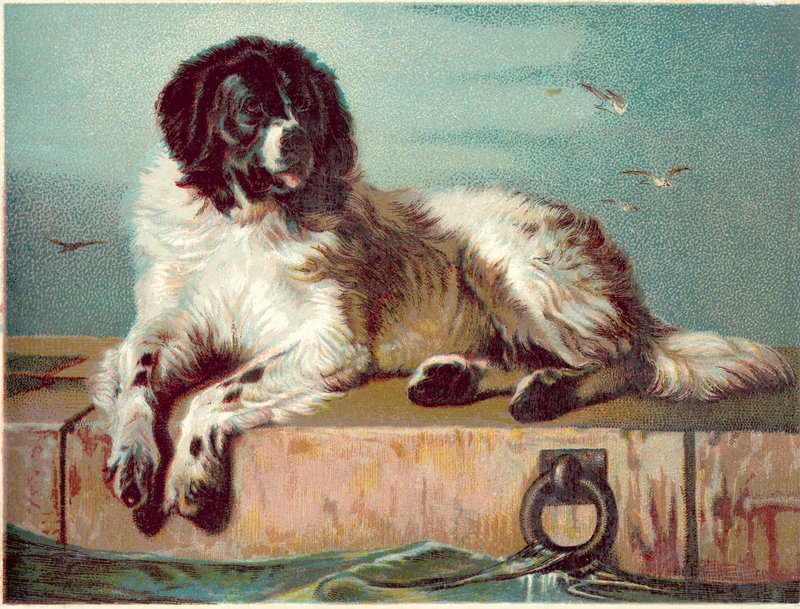 Hond zittend aan de rand van de zee door English School