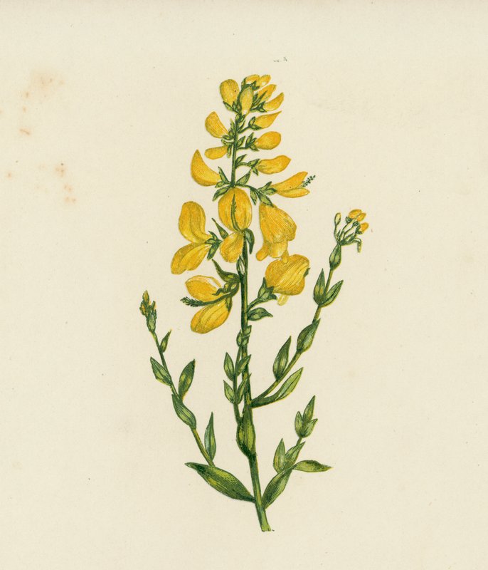 Verfbrem, Genista Tinctoria door English School
