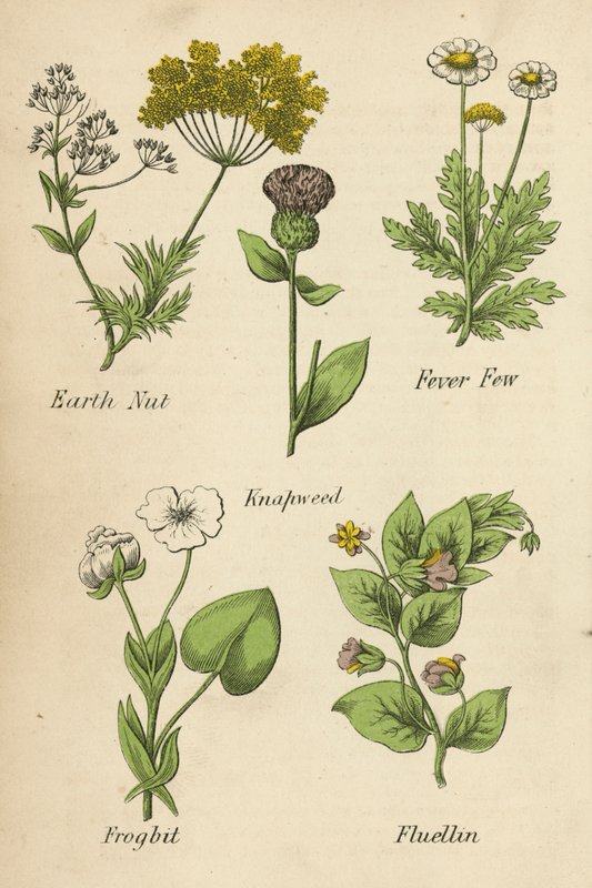 Aardnoot, Koortskruid, Korenbloem, Kikkerbeet, Fluellin door English School