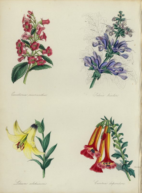 Engelse bloementuin: Escallonia macrantha, Salvia bicolar, Lilium colchicum, Cantua dependens door English School