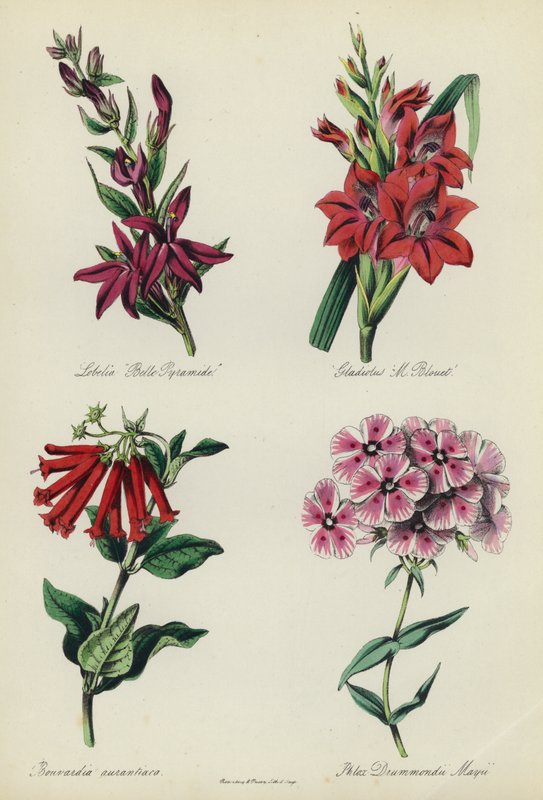Engelse Bloementuin: Lobelia 