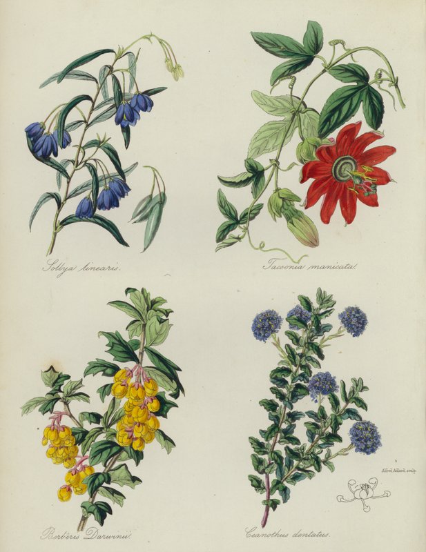 Engelse Bloementuin: Sollya linearis, Tacsonia manicata, Berberis Darwinii, Ceanothus dentatus door English School