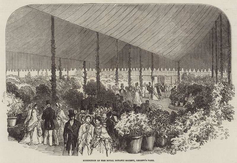 Tentoonstelling van de Royal Botanic Society, Regent