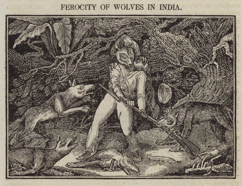 Wreedheid van Wolven in India door English School