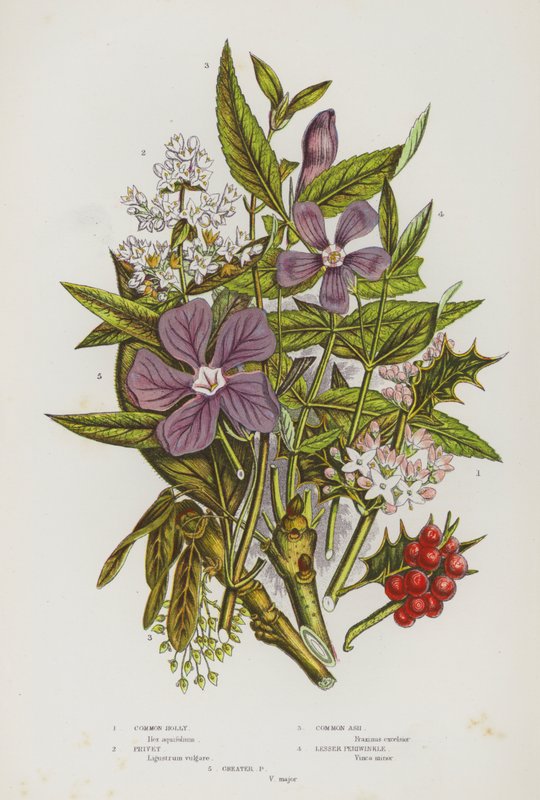Bloeiende planten van Groot-Brittannië: Gewone Hulst, Liguster, Gewone Es, Kleine Maagdenpalm, Grote Maagdenpalm (kleur litho) door English School