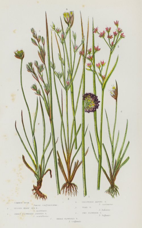 Bloeiende Planten van Groot-Brittannië: Gewone Riet, Kleine Scherpe Zee Riet, Scherpe Bloemige Gelede Riet, Geclusterde Alpen Riet, Pad Riet, Twee Bloemige Riet, Drie Bloemige Riet door English School