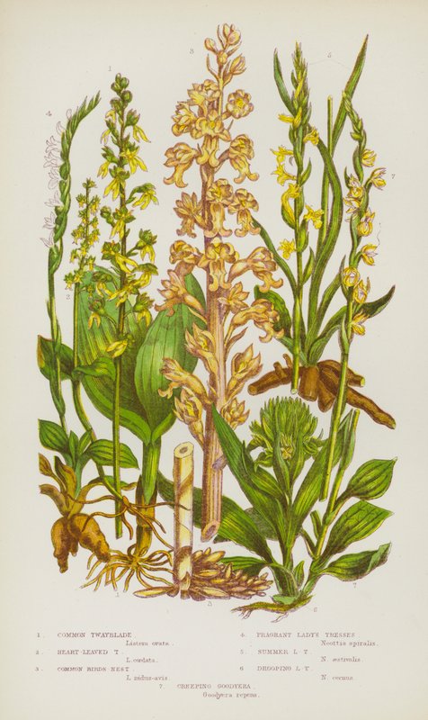 Bloeiende Planten van Groot-Brittannië: Grote Muggenorchis, Hartbladige Muggenorchis, Vogelnestje, Geurige Vrouwenschoen, Zomervrouwenschoen, Hangende Vrouwenschoen, Kruipende Goodyera door English School