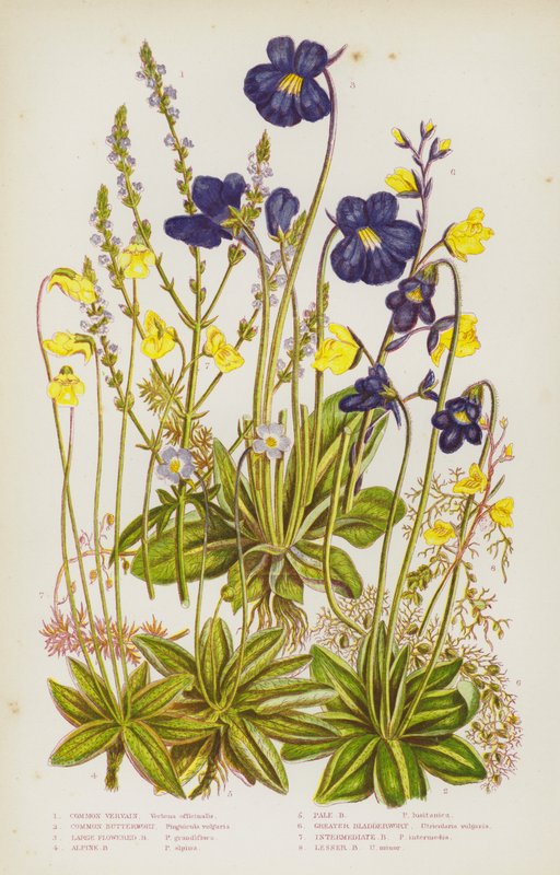 Bloeiende planten van Groot-Brittannië: Gewone Verbena, Gewone Vetblad, Grootbloemige Vetblad, Alpen Vetblad, Bleke Vetblad, Grote Blaasjeskruid, Tussenliggende Blaasjeskruid, Kleine Blaasjeskruid door English School