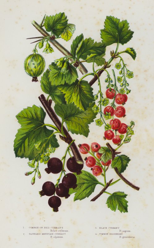 Bloeiende Planten van Groot-Brittannië: Gewone of Rode Bes, Smaakloze Bergbes, Zwarte Bes, Gewone Kruisbes (kleur litho) door English School