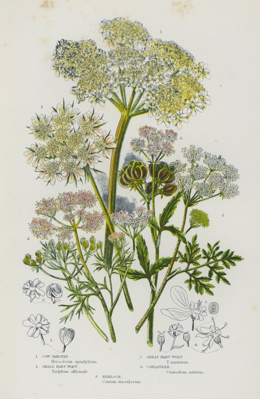 Bloeiende planten van Groot-Brittannië: Koepastinaak, Kleine Hart-Wort, Grote Hart-Wort, Koriander, Gevlekte Scheerling (kleur litho) door English School