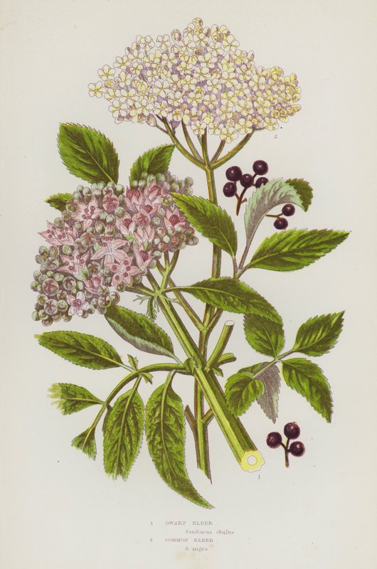 Bloeiende planten van Groot-Brittannië: Dwergvlier, Gewone Vlier (kleur litho) door English School