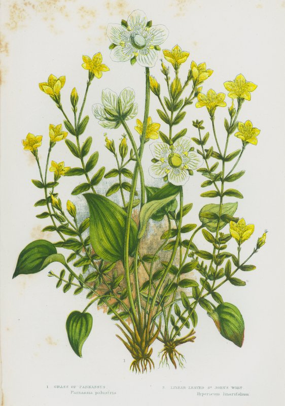 Bloeiende Planten van Groot-Brittannië: Parnassia, Smalbladig Sint-Janskruid door English School