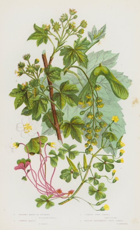 Bloeiende Planten van Groot-Brittannië: Grote Esdoorn of Veldesdoorn, Gewone Esdoorn, Gewone Bosaardbei, Gele Kruipende Bosaardbei (kleur litho) door English School