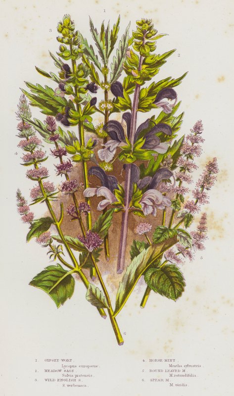Bloeiende Planten van Groot-Brittannië: Gipskruid, Weide Salie, Wilde Engelse Salie, Paardenmunt, Rondbladige Munt, Speermunt door English School