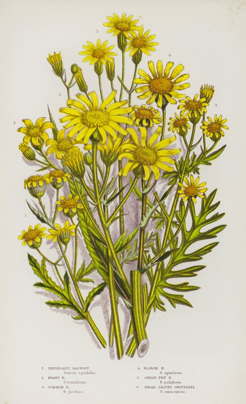 Bloeiende planten van Groot-Brittannië: Onelegante Jacobskruid, Grijze Jacobskruid, Gewone Jacobskruid, Moeras Jacobskruid, Grote Veen Jacobskruid, Breedbladige Kruiskruid door English School