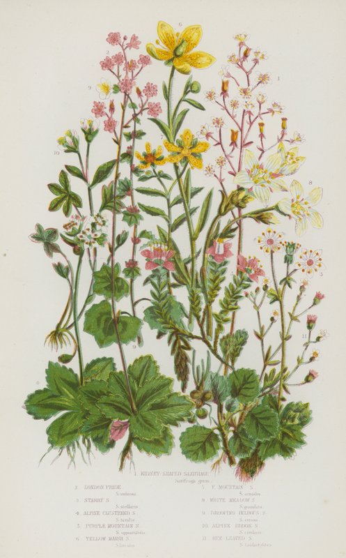 Bloeiende Planten van Groot-Brittannië: Nierbladige Steenbreek, Londen Trots, Sterrensteenbreek, Alpensteenbreek, Paarse Bergsteenbreek, Gele Moerassteenbreek, Gele Bergsteenbreek, Witte Weidesteenbreek, Hangende Bolsteenbreek, Alpen (kleur litho) door English School