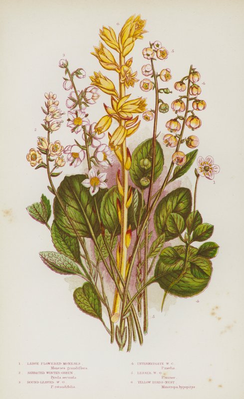 Bloeiende planten van Groot-Brittannië: Grootbloemige Moneses, Gezaagde Wintergroen, Rondbladige Wintergroen, Tussenliggende Wintergroen, Kleine Wintergroen, Gele Vogelnest (kleur litho) door English School