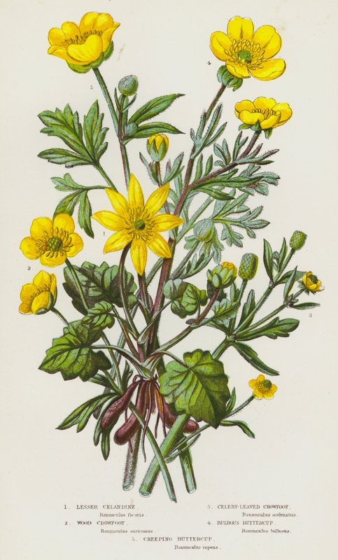 Bloeiende planten van Groot-Brittannië: Kleine Speenkruid, Houtboterbloem, Selderijbladige Boterbloem, Knolboterbloem, Kruipende Boterbloem door English School
