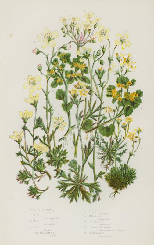 Bloeiende Planten van Groot-Brittannië: Mossteenbreek, Mossteenbreek, Mossteenbreek, Mossteenbreek, Trossteenbreek, Trossteenbreek, Mossteenbreek, Geraniumsteenbreek, Gouden Steenbreek, Gewone Gouden Steenbreek (kleur litho) door English School