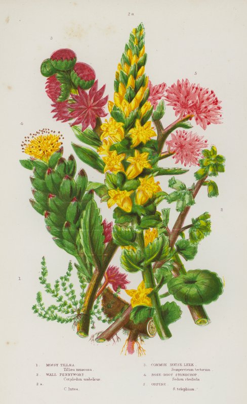 Bloeiende Planten van Groot-Brittannië: Mossteenbreek, Muurpeper, Muurpeper, Gewone Huislook, Rozenwortel, Orpine (kleur litho) door English School