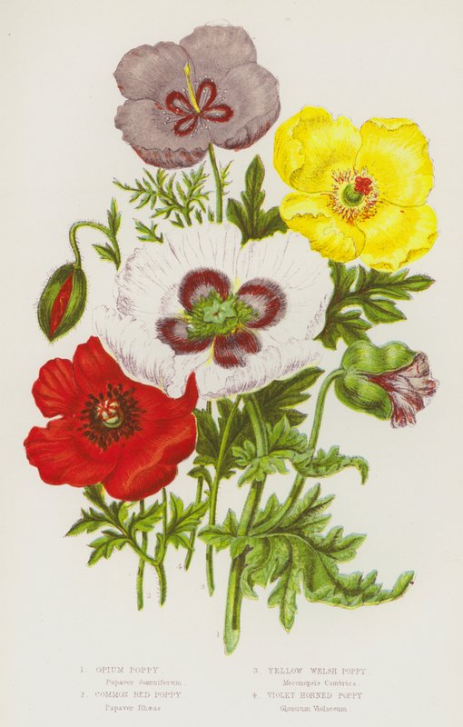Bloeiende Planten van Groot-Brittannië: Papaver, Gewone Rode Papaver, Gele Welshe Papaver, Paarse Gehoornde Papaver door English School