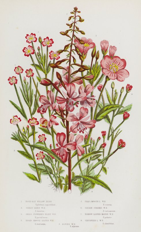 Bloeiende Planten van Groot-Brittannië: Wilgenroosje, Groot Harig Wilgenroosje, Kleinbloemig Harig Wilgenroosje, Breed Gladde Blad Wilgenroosje, Bleek Gladde Blad Wilgenroosje, Vierkante Stengel Wilgenroosje, Smalbladige Moeras Wilgenroosje, Vogelmuur door English School