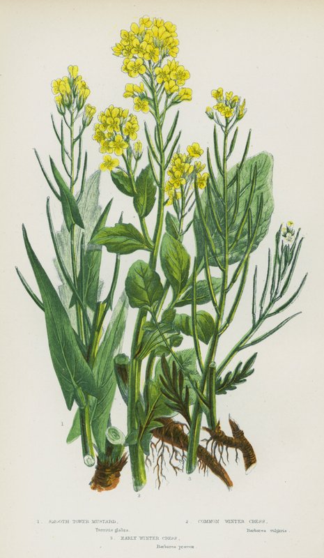 Bloeiende Planten van Groot-Brittannië: Gladde Torenmosterd, Gewone Winterkers, Vroege Winterkers door English School