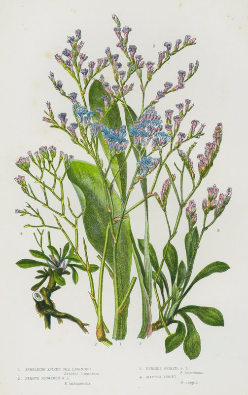 Bloeiende Planten van Groot-Brittannië: Verspreidende Gevlekte Zeelavendel, Afgelegen Bloem Zeelavendel, Rechte Gevlekte Zeelavendel, Mat Engels Gras door English School