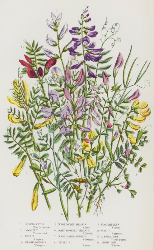 Bloeiende Planten van Groot-Brittannië: Voorjaarswikke, Gewone Wikke, Struikwikke, Gladde Peulwikke, Ruwe Peulgele Wikke, Harige Bloemgele Wikke, Ruwe Peulpaarse Wikke, Troswikke, Houtbittere Wikke, Houtwikke, Slanke Tare, Harige Tare door English School