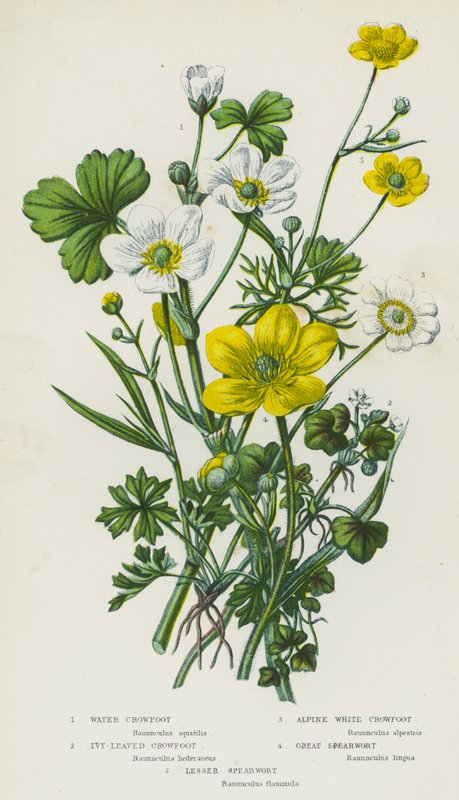 Bloeiende Planten van Groot-Brittannië: Waterranonkel, Klimopbladige Ranonkel, Alpenwitte Ranonkel, Grote Speerwortel, Kleine Speerwortel door English School