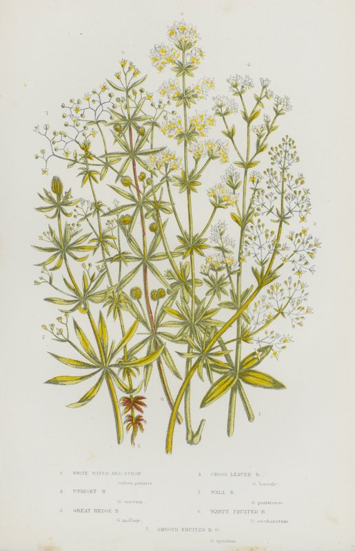 Bloeiende planten van Groot-Brittannië: Witte Water Bedstro, Rechte Bedstro, Grote Haag Bedstro, Kruisbladige Bedstro, Muur Bedstro, Wratvruchtige Bedstro, Gladde Vruchtige Bedstro door English School